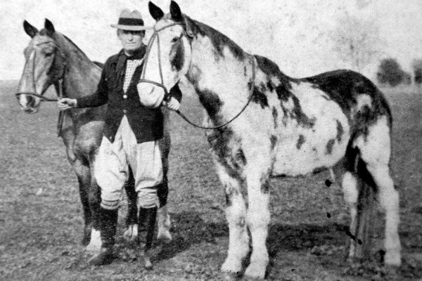 20 de septiembre: Día Nacional del Caballo 20 de septiembre: Día Nacional del Caballo