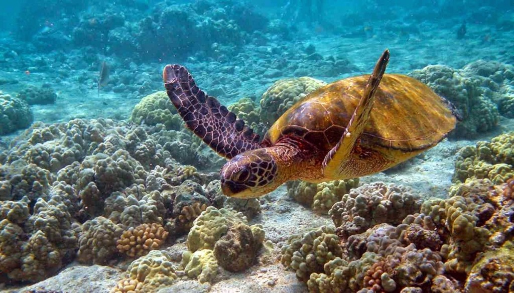 Arrecife-coral-1
